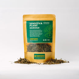 Mimosa (Sensitiva Plant)