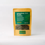 Mimosa (Sensitiva Plant)